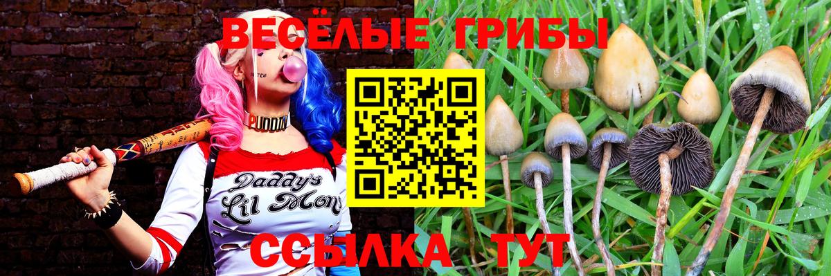 Кумертау  Псилоцибиновые грибы GOLDEN TEACHER  где найти   Псилоцибиновые грибы прущие грибы  Вход с VPN 